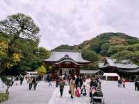 鶴岡八幡宮｜鎌倉最具代表性的神社散步路線 ⛩️🍁