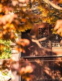 在鹽官,採集秋日金箔紙