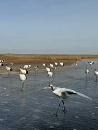 黑龍江受凍已回，真心建議大家…