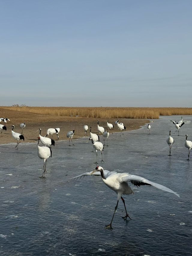 黑龍江受凍已回，真心建議大家…