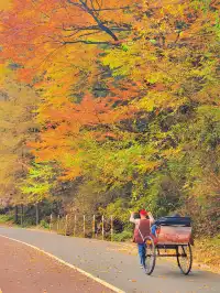 2025年11月2日到11月6日的光霧山與西安之旅