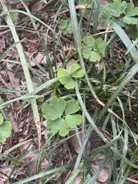上海植物園！藏在市區的森林秘境