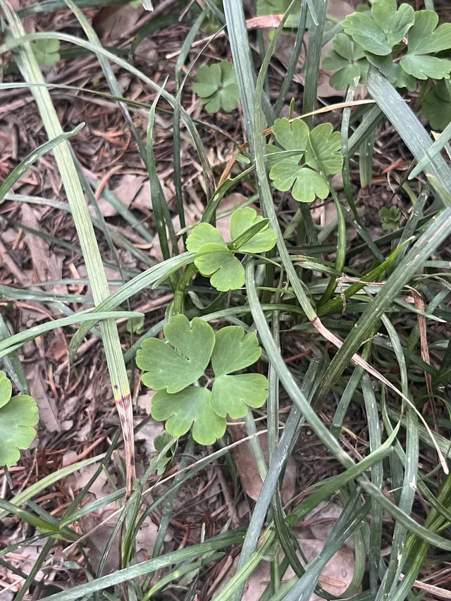 上海植物園！藏在市區的森林秘境