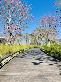 深圳又多一個週末遛娃、海邊徒步的好去處