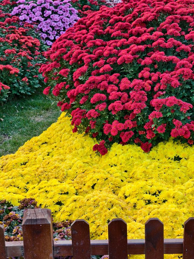 超全攻略!冬日共青森林公園賞秋絕了 超全攻略!冬日共青森林公園賞秋絕了