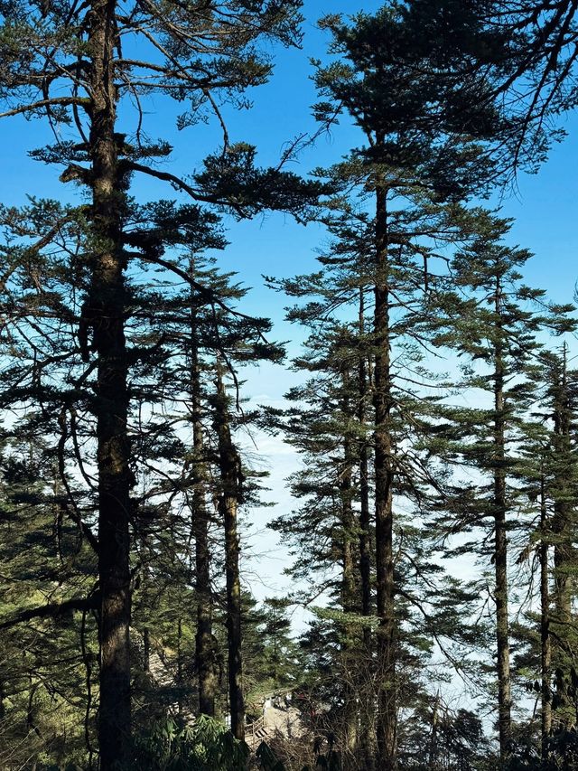 亞洲最大桌山瓦屋山雲海全攻略沒下雪也絕美 亞洲最大桌山瓦屋山雲海全攻略沒下雪也絕美