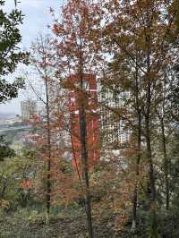 宜昌城東公園漫遊記 | 城市綠肺與長江風情完美結合  這幾天在宜昌發現了一個週末放空的好去處