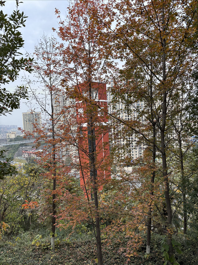 宜昌城東公園漫遊記 | 城市綠肺與長江風情完美結合  這幾天在宜昌發現了一個週末放空的好去處