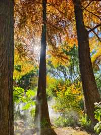 靜安輔德里公園的秋日秘境live