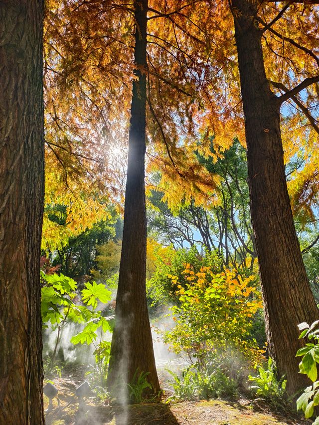 靜安輔德里公園的秋日秘境live
