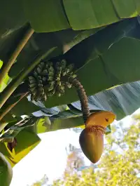 莫干山蔣公古道反穿10KM|楓葉超美