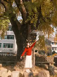 永嘉銀杏王超出片機位!!!