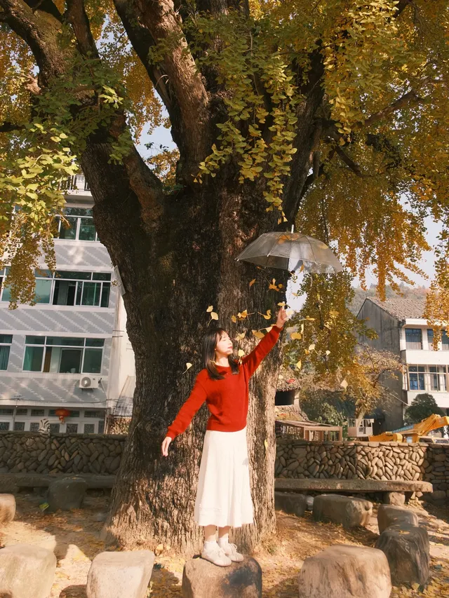 永嘉銀杏王超出片機位!!! 永嘉銀杏王超出片機位!!!