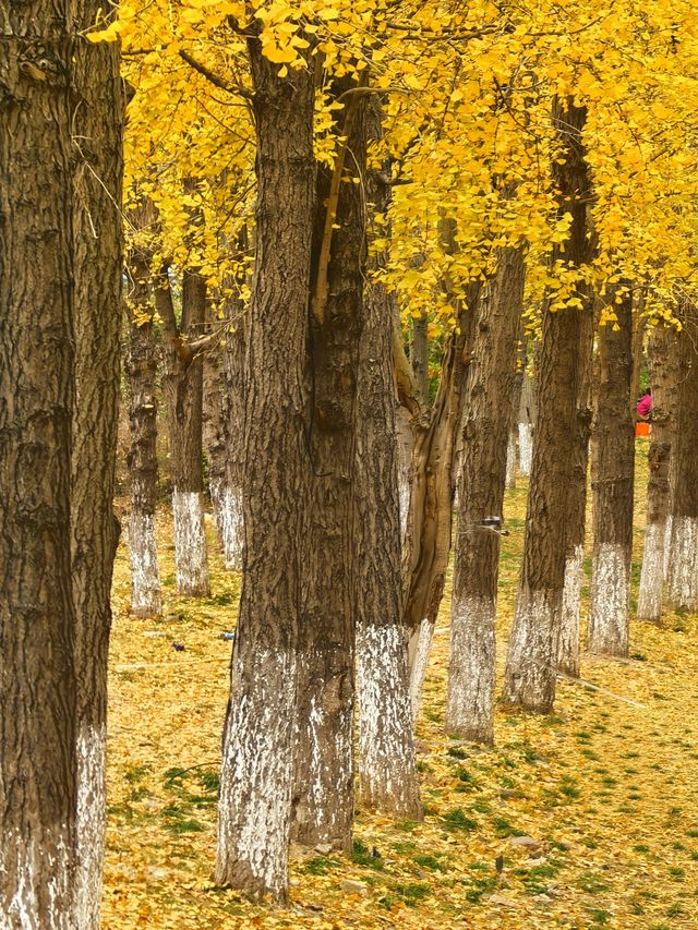 行者遊記|寧波黃金大道東錢湖Zui上鏡銀杏林 行者遊記|寧波黃金大道東錢湖Zui上鏡銀杏林