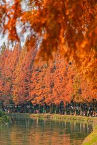 升仙湖的秋，是水杉用紅色寫的詩 