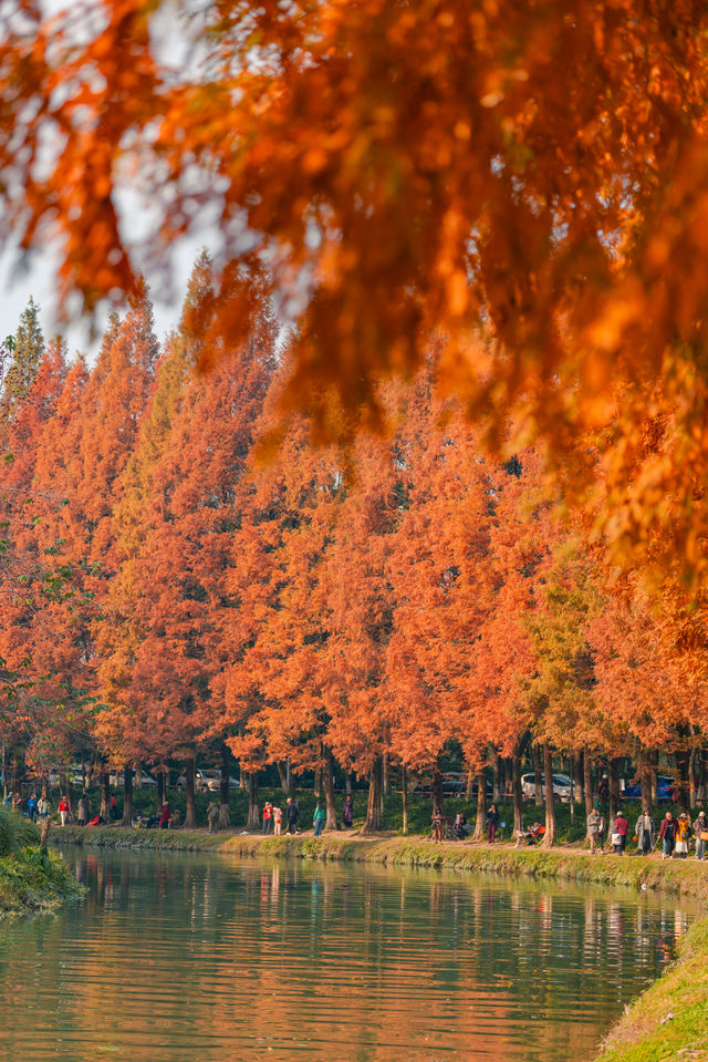 升仙湖的秋，是水杉用紅色寫的詩 