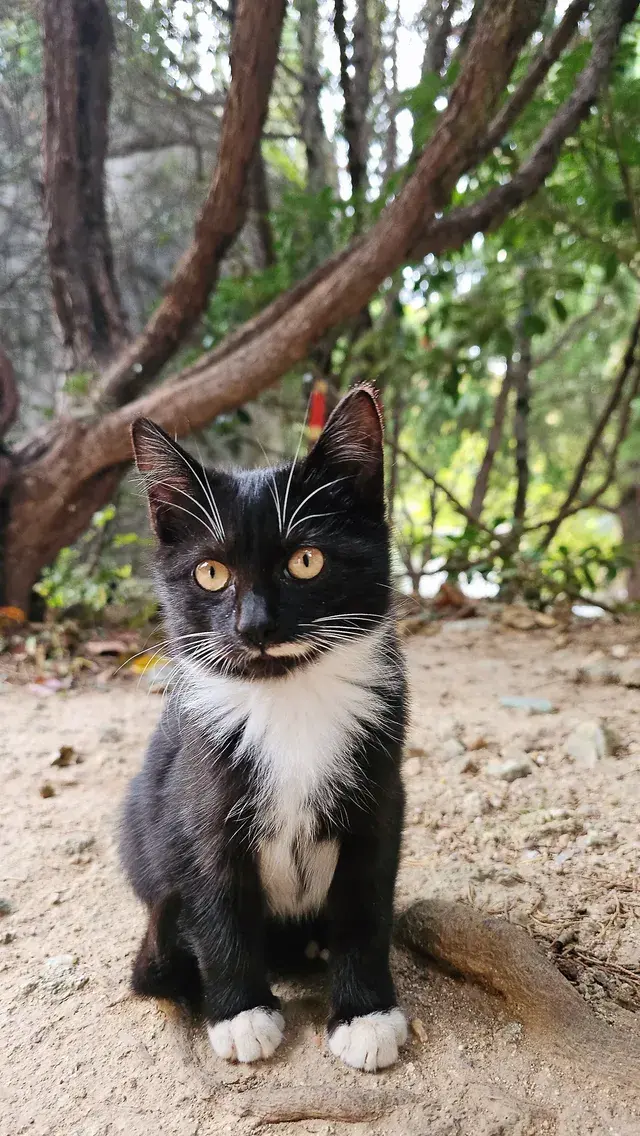 崂山太清線|一日遊攻略 & 吸貓聖地 崂山太清線|一日遊攻略 & 吸貓聖地
