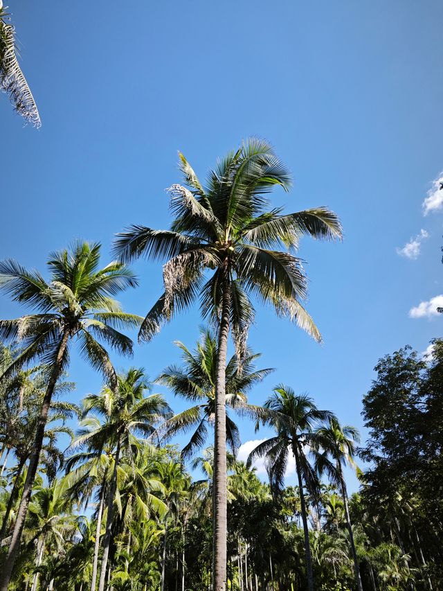 中國科學院西雙版納熱帶植物園真的太寶藏了，必須安利給大家