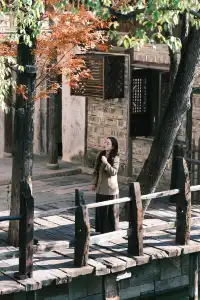 🪾千年銀杏，恰逢濮院橙黃橘綠時