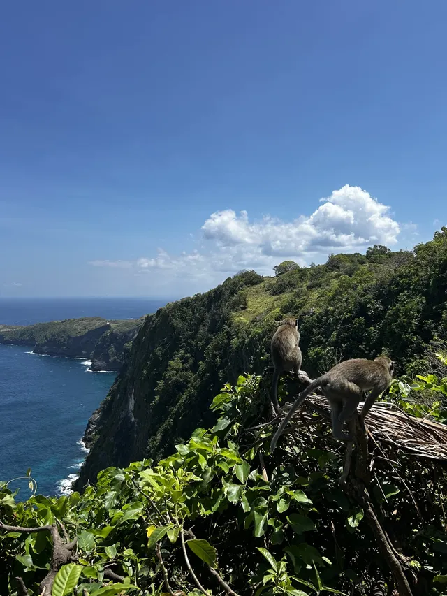 在巴厘島追到了!凌晨五點出海 被狠狠獎賞 在巴厘島追到了!凌晨五點出海 被狠狠獎賞