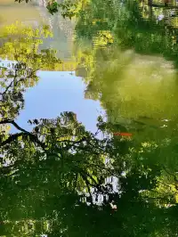 蘇州|西園寺已進入秋季最佳觀賞期