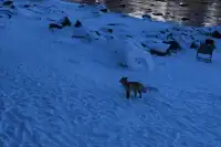 喀納斯自駕旅遊攻略11.25實況live