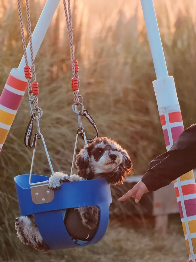 蘇州陽澄湖｜帶快樂小狗來草坪撒歡打滾