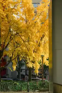 高架橋取景框裡的金色銀杏