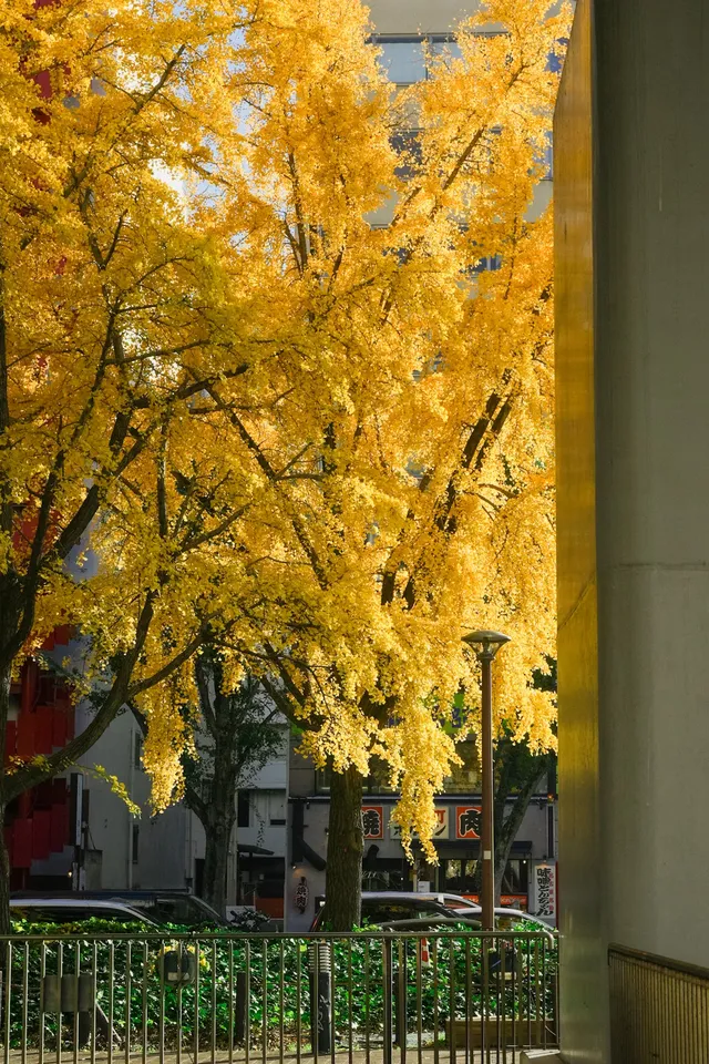 高架橋取景框裡的金色銀杏
