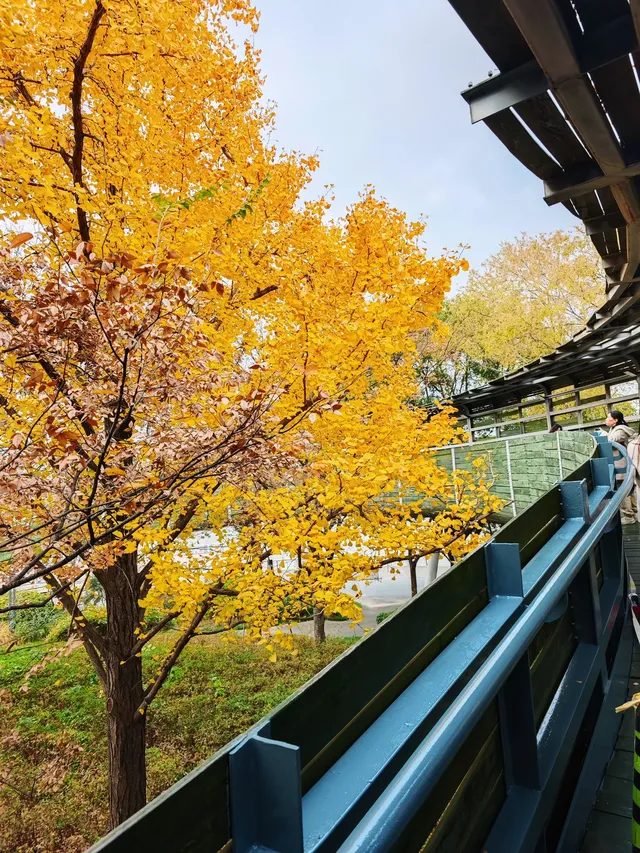 世博公園限時銀杏，週末快衝| 附機位攻略