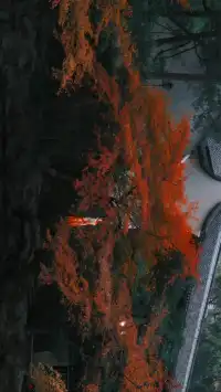 吊打京都沒人告訴我杭州的秋天這麼頂啊