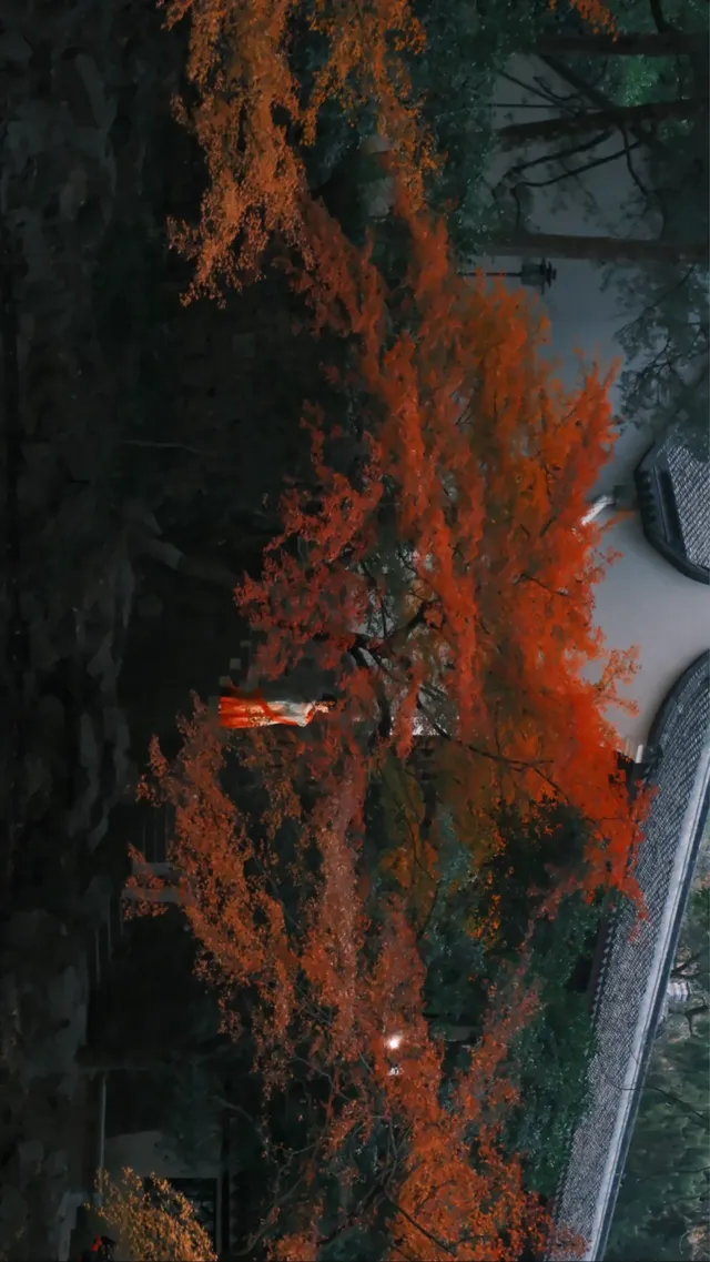 吊打京都沒人告訴我杭州的秋天這麼頂啊 吊打京都沒人告訴我杭州的秋天這麼頂啊