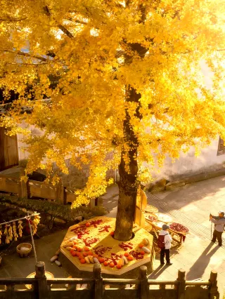 A hidden gem for autumn leaf viewing near Nanjing! Afraid it might get too popular soon