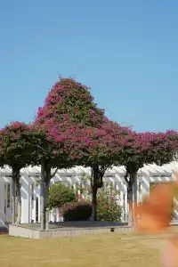 在廈門馬銮灣一起走三角梅花路啦!