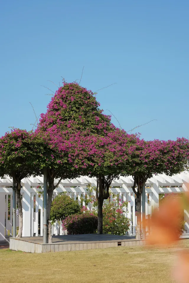 在廈門馬銮灣一起走三角梅花路啦! 在廈門馬銮灣一起走三角梅花路啦!