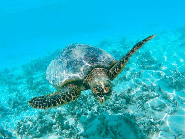 馬爾代夫太陽島度假村 | 熱帶天堂中的瑰寶 酒店:太陽島度假村 地址:太陽島,馬爾代 馬爾代夫太陽島度假村 | 熱帶天堂中的瑰寶 酒店:太陽島度假村 地址:太陽島,馬爾代