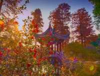 杉舞金虹·武漢植物園初冬畫冊