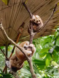 雲南觀鳥⑩｜野象谷沒有野象 但有蜂猴