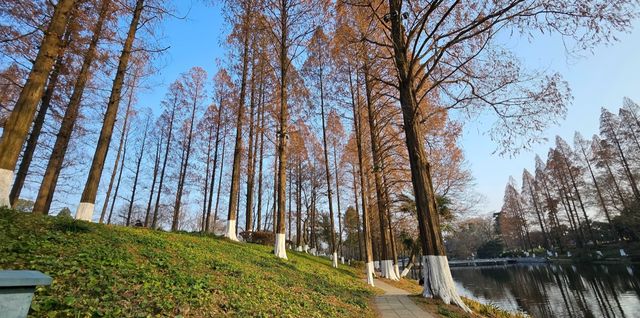 冬日玄武湖的浪漫太絕了!陽光灑滿湖面美到窒息 冬日玄武湖的浪漫太絕了!陽光灑滿湖面美到窒息
