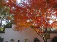 12.08醉白池限定楓葉盛景！12元拍爆江南秋韻