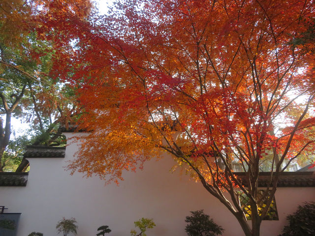 12.08醉白池限定楓葉盛景！12元拍爆江南秋韻