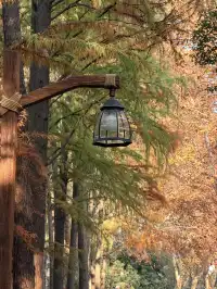 上海秋景封神!共青森林公園拍照真的絕了