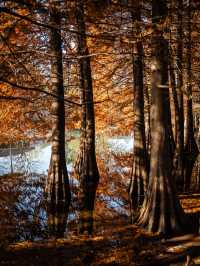 深秋的南京,一不小心闖進了油畫裡