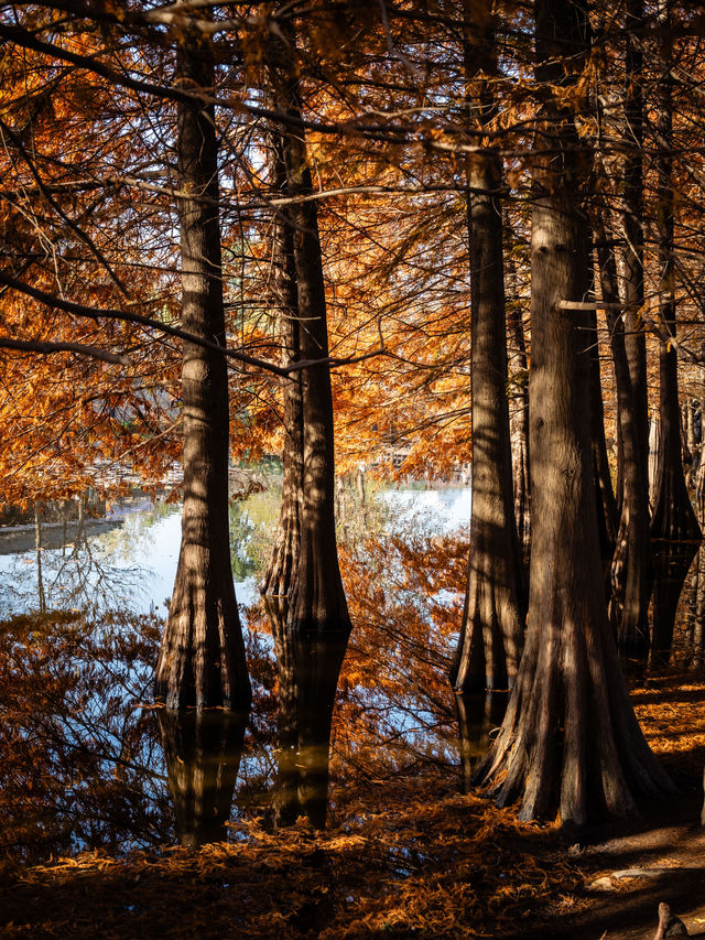 深秋的南京,一不小心闖進了油畫裡 深秋的南京,一不小心闖進了油畫裡