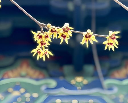 岱廟蠟梅冬日綻放