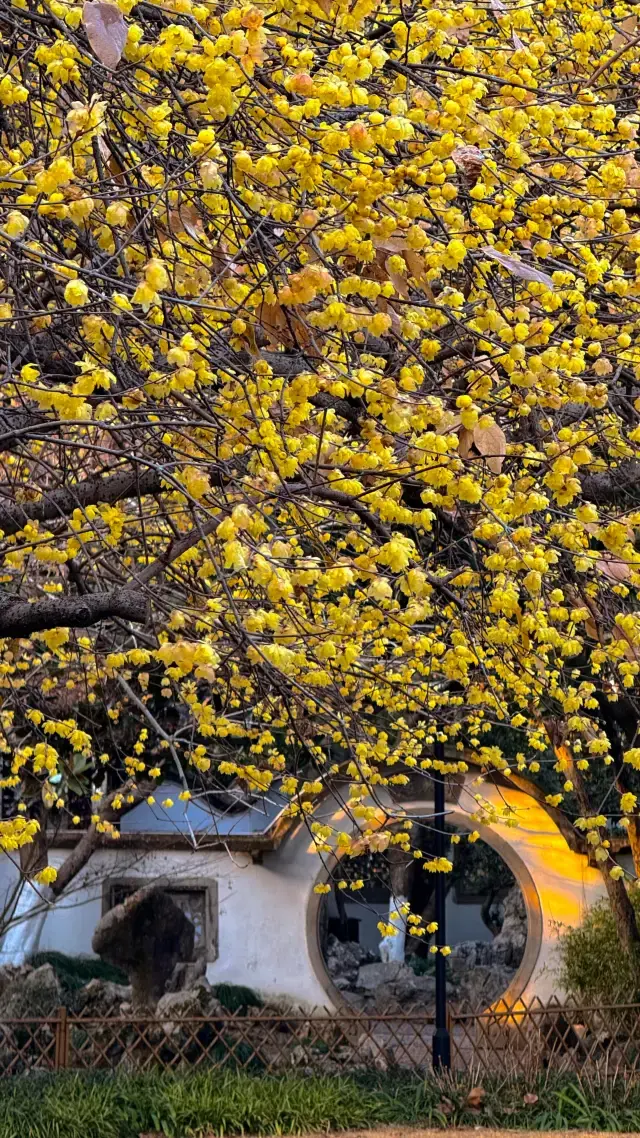 杭州西湖的臘梅太誇張了，太香了！