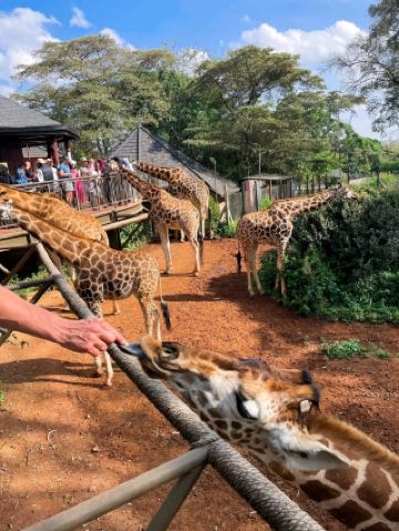 內羅畢的終極亮點：與長頸鹿共進早餐的浪漫地點。