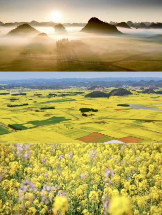 Yunnan's Spring Festival Rebound! Qujing and Zhaotong's Warm Winter Flower Seas Create an Amazing Festive Atmosphere