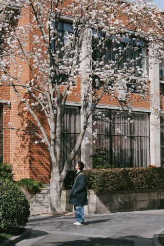 ฤดูใบไม้ผลิในเซี่ยงไฮ้! คู่มือเดินชมเมืองสู่ทะเลดอกแมกโนเลียบนถนนหยงเจีย