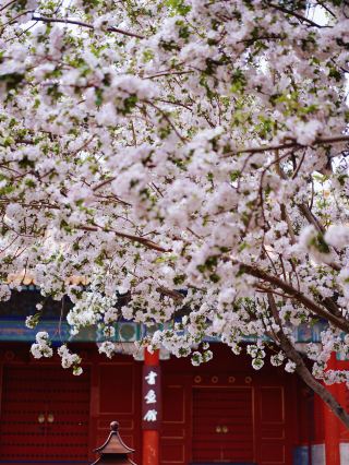 故宮の春が約束通りやってきました！（花見ルート付き）
